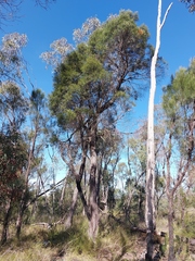 Lysicarpus angustifolius