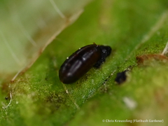 Calycomyza platyptera