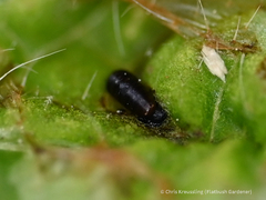 Calycomyza platyptera