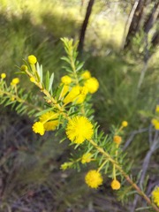 Acacia conferta