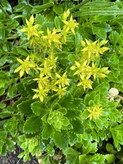 Phedimus kamtschaticus