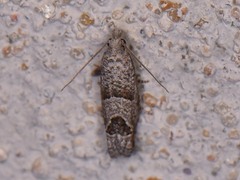 Pelochrista consobrinana