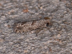 Pelochrista consobrinana