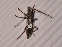 Enaphalodes taeniatus