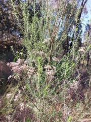 Cassinia laevis