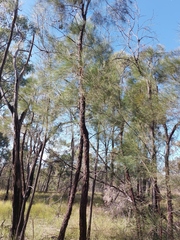 Allocasuarina inophloia