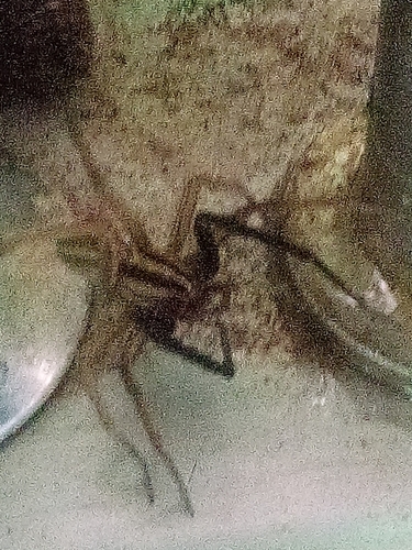 Rabid wolf spider