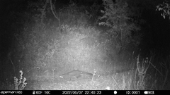 Genetta genetta genetta