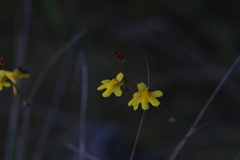 Utricularia chrysantha