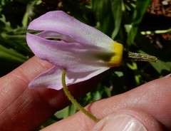 Primula jeffreyi