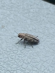 Melanophilini