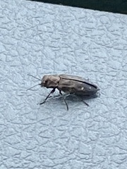 Melanophilini