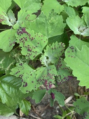 Norvellina chenopodii