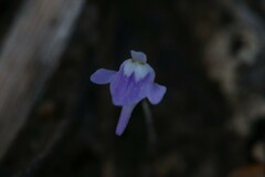 Utricularia geoffrayi