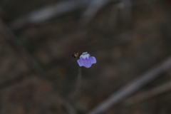Utricularia geoffrayi