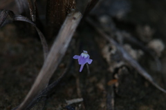 Utricularia geoffrayi