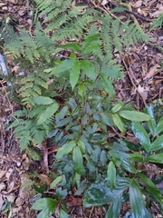 Meiogyne stenopetala