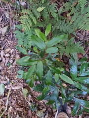 Meiogyne stenopetala