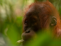 Pongo abelii