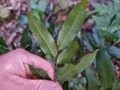 Meiogyne stenopetala