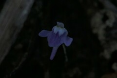 Utricularia geoffrayi