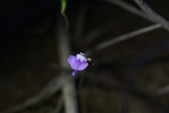 Utricularia geoffrayi