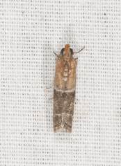 Moodna pallidostrinella
