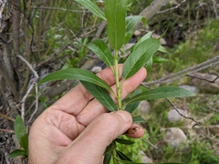 Salix lasiandra caudata