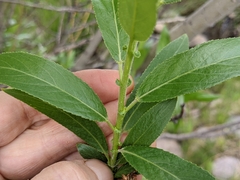 Salix lasiandra caudata