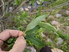 Salix lasiandra caudata