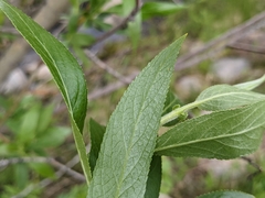Salix lasiandra caudata