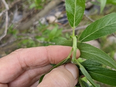 Salix lasiandra caudata