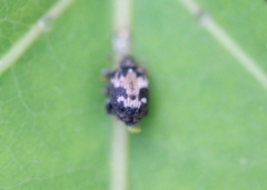 Tachyerges ephippiatus