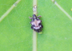 Tachyerges ephippiatus