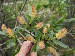 Salix lasiandra caudata