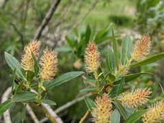 Salix lasiandra caudata