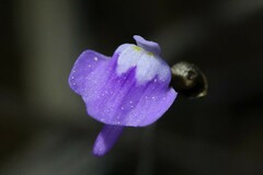 Utricularia geoffrayi