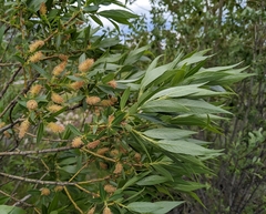 Salix lasiandra caudata