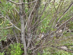 Salix lasiandra caudata