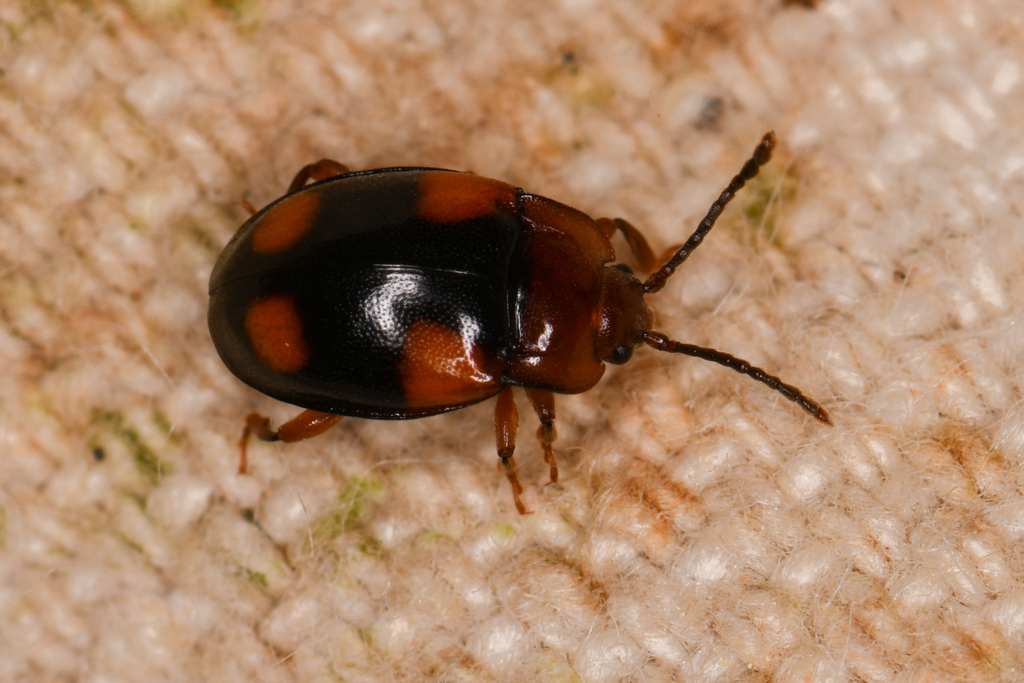 Mycetina idahoensis