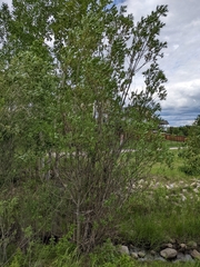 Salix lasiandra caudata