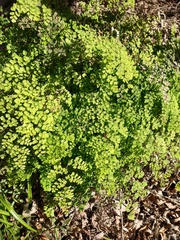Adiantum raddianum