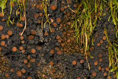 Protopannaria pezizoides