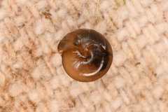 Euconulus fulvus