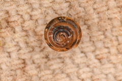 Euconulus fulvus