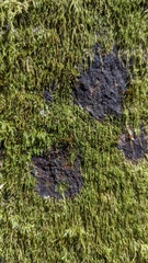 Protopannaria pezizoides