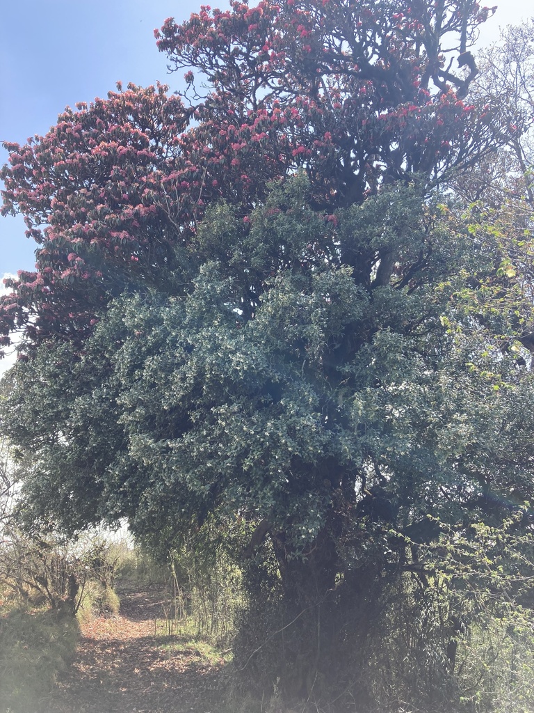 Rhododendron arboreum, Mechi, NP