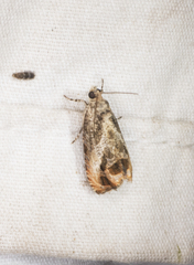 Olethreutes hamameliana