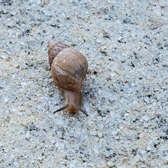 Bulimulus bonariensis