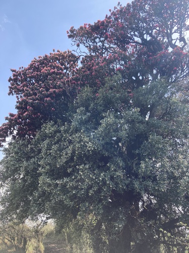 Rhododendron arboreum